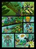 Instrucciones de Construcción - LEGO - BIONICLE - 71305 - Lewa: convocador de la jungla: Page 2